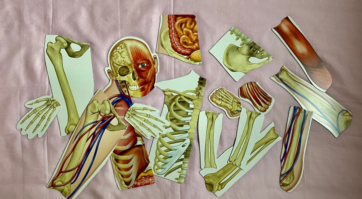 A wie Anatomie